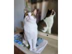 Adopt Lady Sybil a Domestic Short Hair