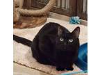 Adopt Pepper a Domestic Short Hair