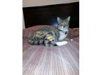 Adopt AVERY a Domestic Short Hair