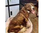 Adopt Stary a Pit Bull Terrier