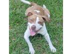 Adopt Rita a Mixed Breed