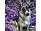 Adopt Grace a German Shepherd Dog