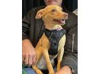 Adopt Zoey a Miniature Pinscher