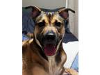 Adopt Diane a German Shepherd Dog, American Staffordshire Terrier