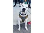 Adopt Wheatley a Pit Bull Terrier, Australian Cattle Dog / Blue Heeler