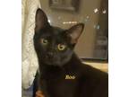 Adopt Boo! a Domestic Short Hair, Tabby