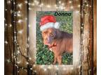 Adopt Donna a Pit Bull Terrier