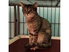 Adopt Susie a Domestic Short Hair