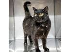 Adopt Cindy Lou a Domestic Short Hair