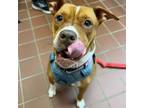 Adopt Luna a Pit Bull Terrier