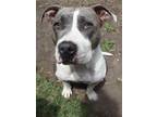 Adopt Kimono a American Staffordshire Terrier, Mixed Breed