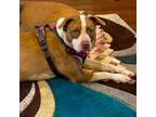 Adopt Mia a American Staffordshire Terrier