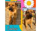 Adopt Ember a Labrador Retriever, Mixed Breed