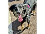 Adopt Luna Belle a Retriever