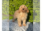 Doodle-Goldendoodle Mix PUPPY FOR SALE ADN-729346 - Ready F2b mini golden