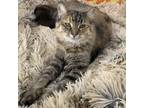 Adopt Lemur a Domestic Medium Hair