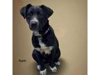 Adopt Apple a Labrador Retriever, German Shepherd Dog