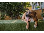 Adopt Bonita a Bluetick Coonhound