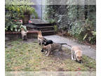 German Shepherd Dog PUPPY FOR SALE ADN-729673 - German Shepherd Pups
