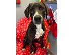 Adopt Ivy a Hound, Great Dane