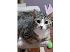 Adopt Liliana (f) tabby brown /with white 7months old a Tabby