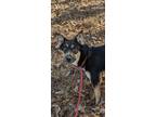 Adopt Belle GSD a Border Collie, Mixed Breed