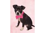 Adopt YOUR Forever ANCHOR! a Boston Terrier, Boxer