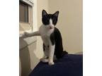 Adopt Lilian a Domestic Short Hair