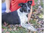 Adopt Cookie a Border Collie
