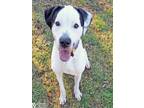 Adopt PHILLY a Pit Bull Terrier, Mixed Breed