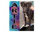 Adopt Artie a Pit Bull Terrier