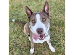 Adopt MATTIS* a Australian Cattle Dog / Blue Heeler, Pit Bull Terrier