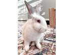 Adopt Wilbur a Bunny Rabbit