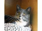 Adopt BOOTSY a Domestic Short Hair