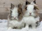 Adopt Furby & Lion a Lionhead