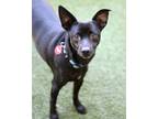 Adopt Dewey a Terrier, Miniature Pinscher