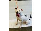 Adopt CHICKPEA a American Staffordshire Terrier, Pit Bull Terrier