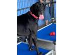 Adopt Bruno a Great Dane