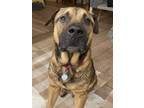 Adopt Joey a Shepherd, Hound