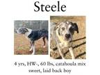 Adopt Steele a Australian Shepherd, Catahoula Leopard Dog