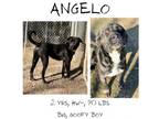 Adopt Angelo a Mixed Breed