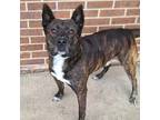 Adopt Roscoe - Adoption Fee $25 a German Shepherd Dog, Pit Bull Terrier