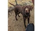 Adopt Ruger a Chocolate Labrador Retriever