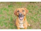 Adopt Big Ben a Black Mouth Cur, Hound