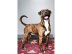 Adopt Rudy - foster to adopt fee waived a Pit Bull Terrier, Boxer