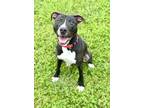 Adopt Fedex a Pit Bull Terrier, Mixed Breed
