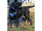 Adopt Robin - TN a Australian Cattle Dog / Blue Heeler
