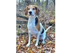 Adopt Rascal (6164) a Treeing Walker Coonhound
