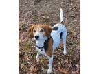 Adopt Rascal (6164) a Treeing Walker Coonhound