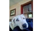 Adopt Moo a Labrador Retriever, Mixed Breed